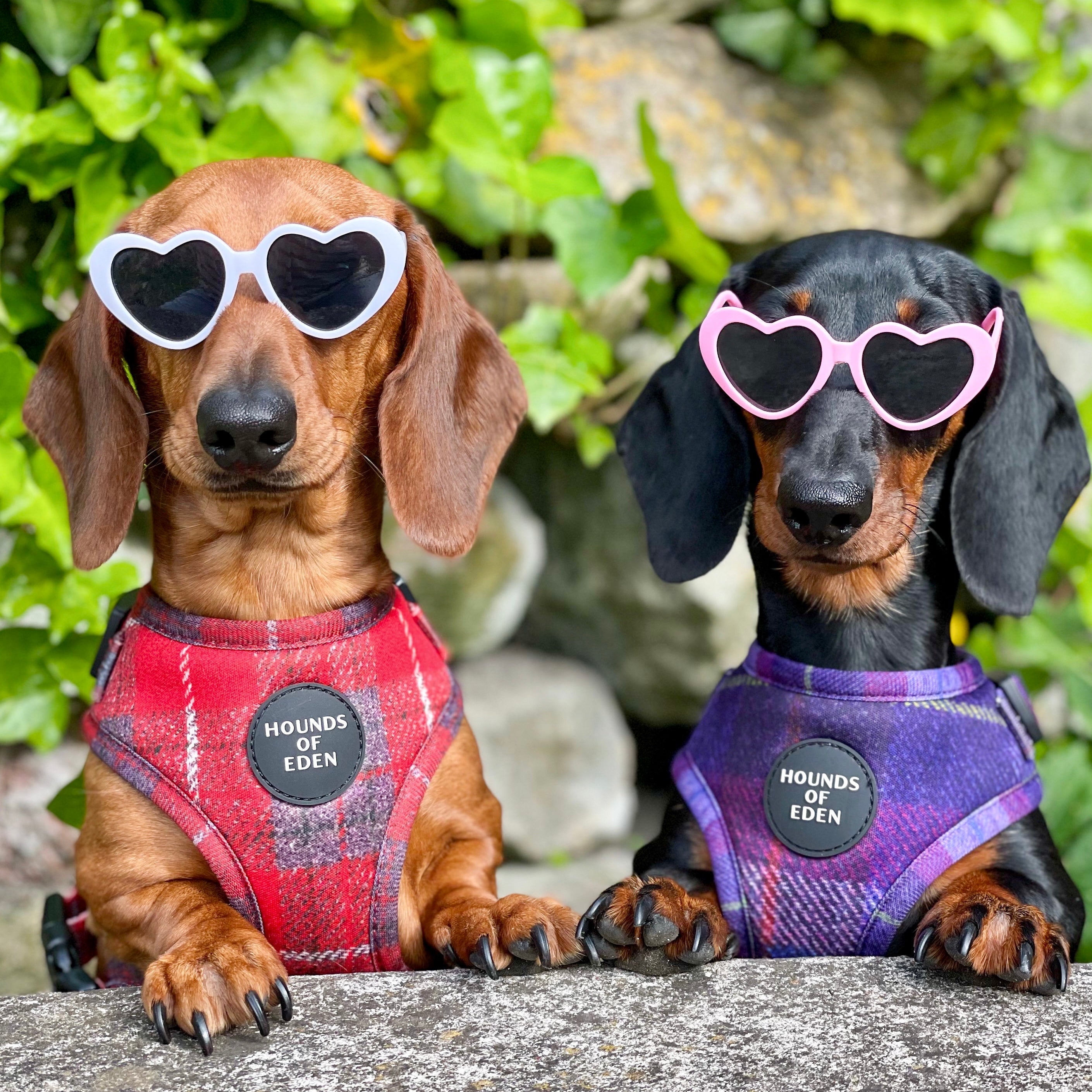 'Sammi' - Red & Grey Check Dog Harness