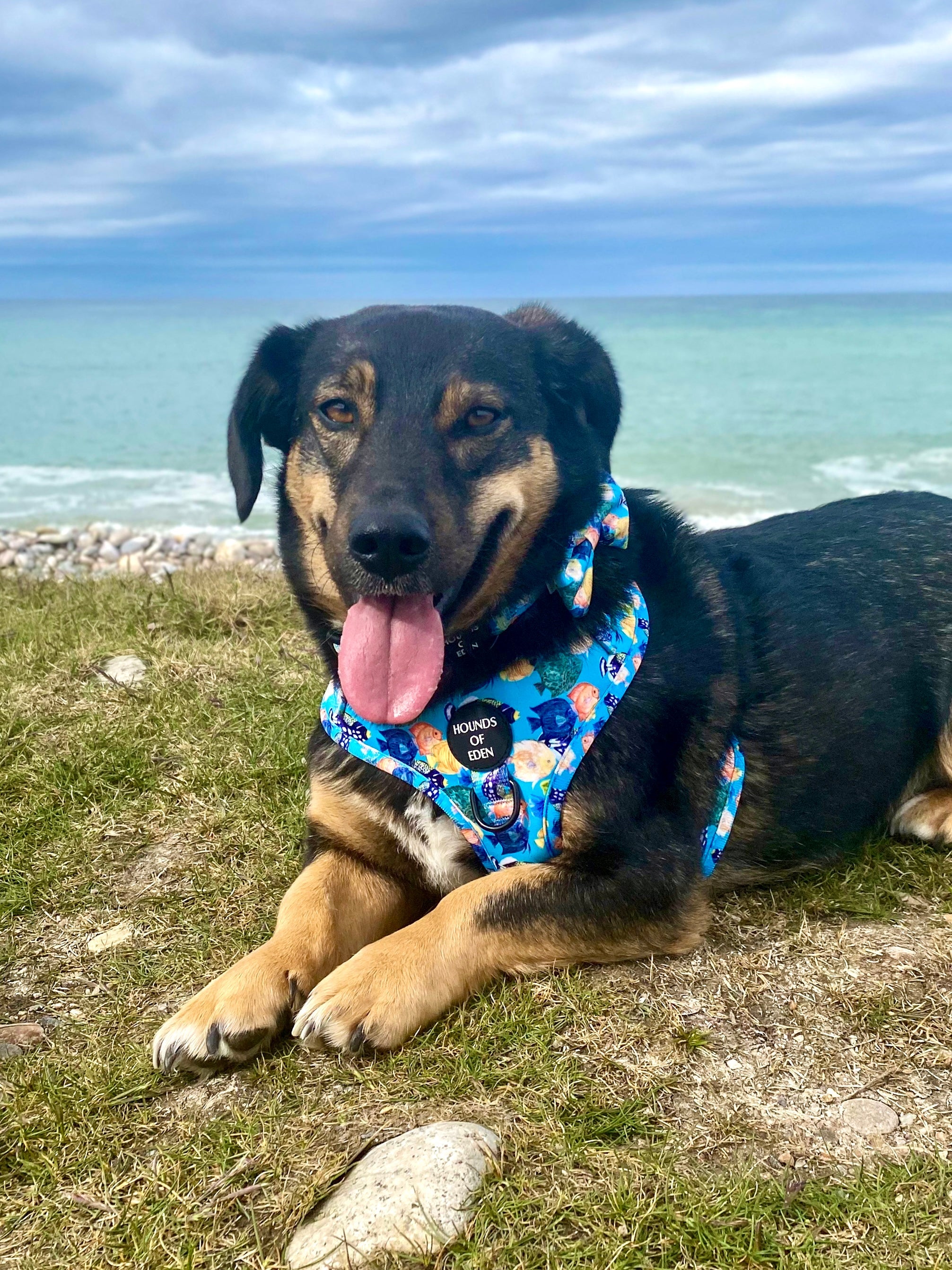 Under The Sea Design Dog Bow Tie