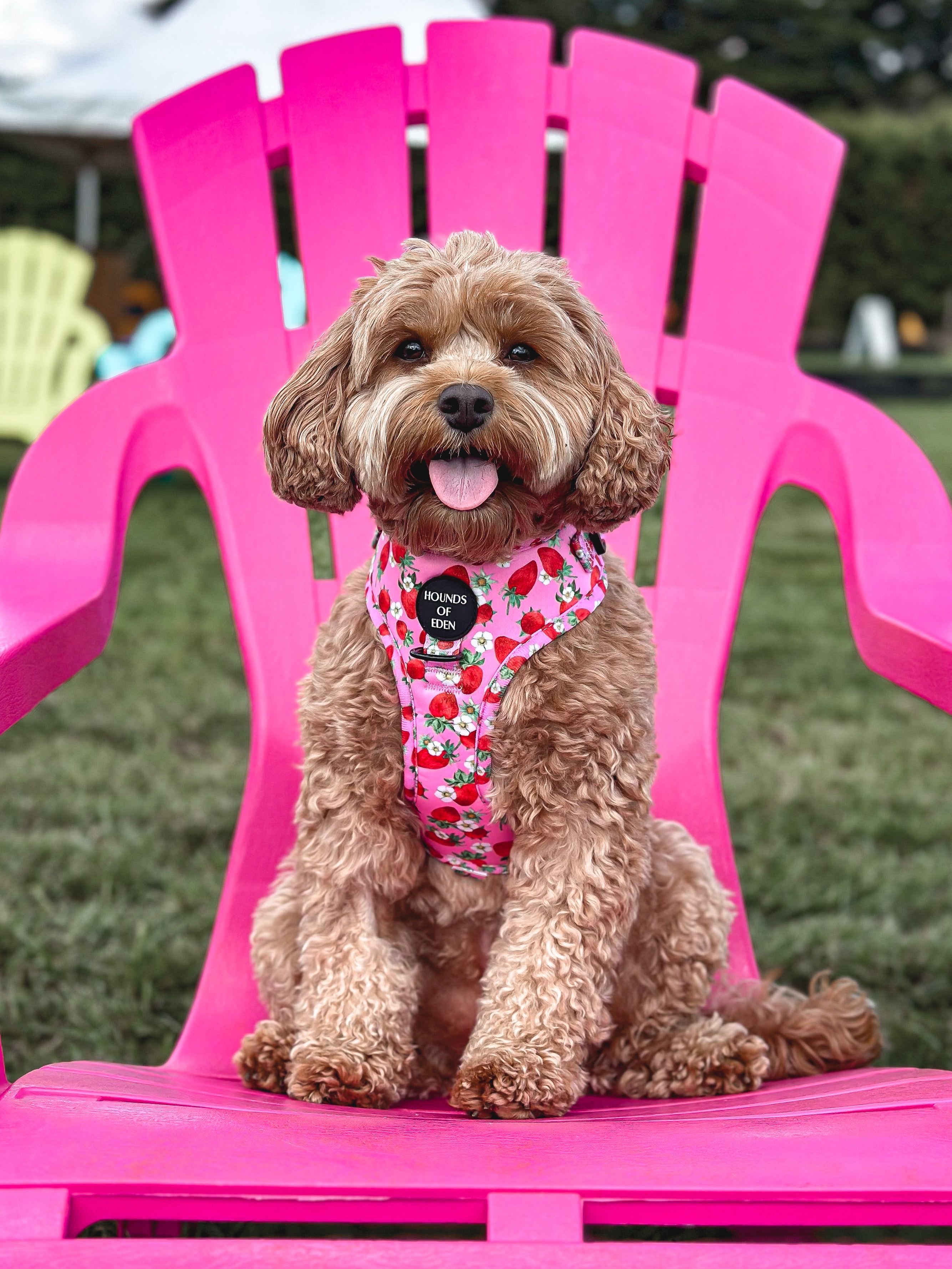 Strawberry Patch Design Dog Collar