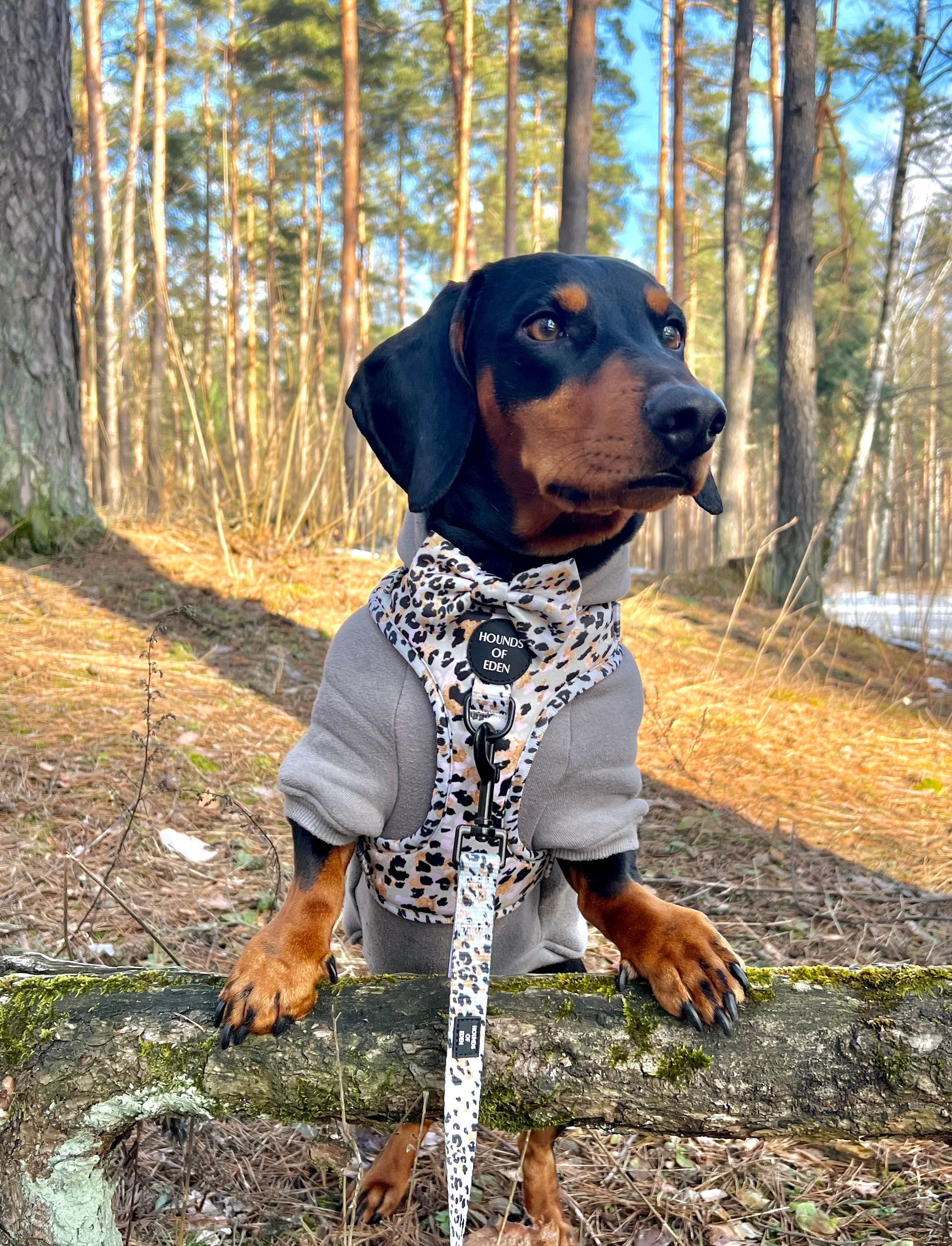 Dog Hoodie - Black
