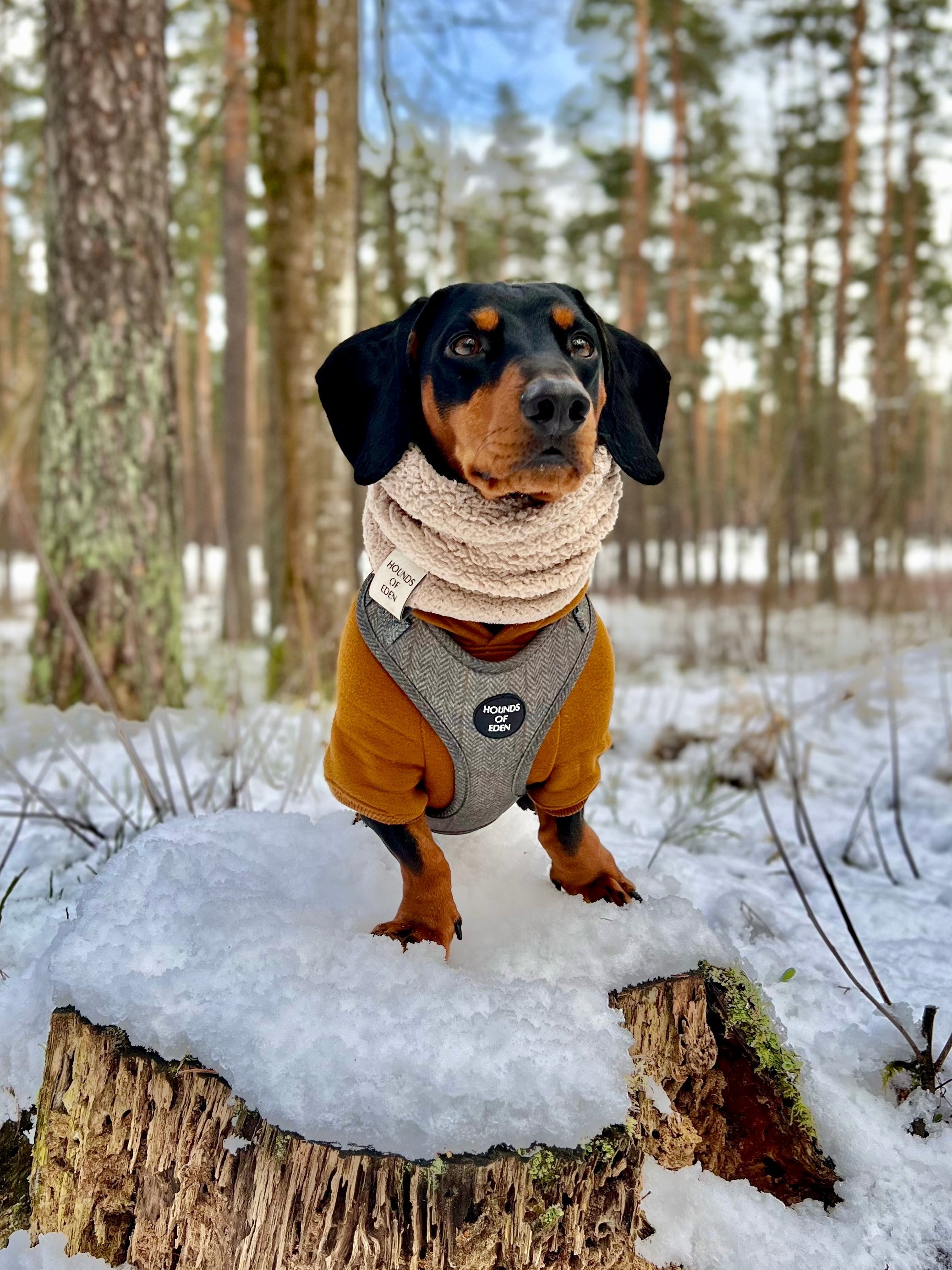 Dog Hoodie - Purple