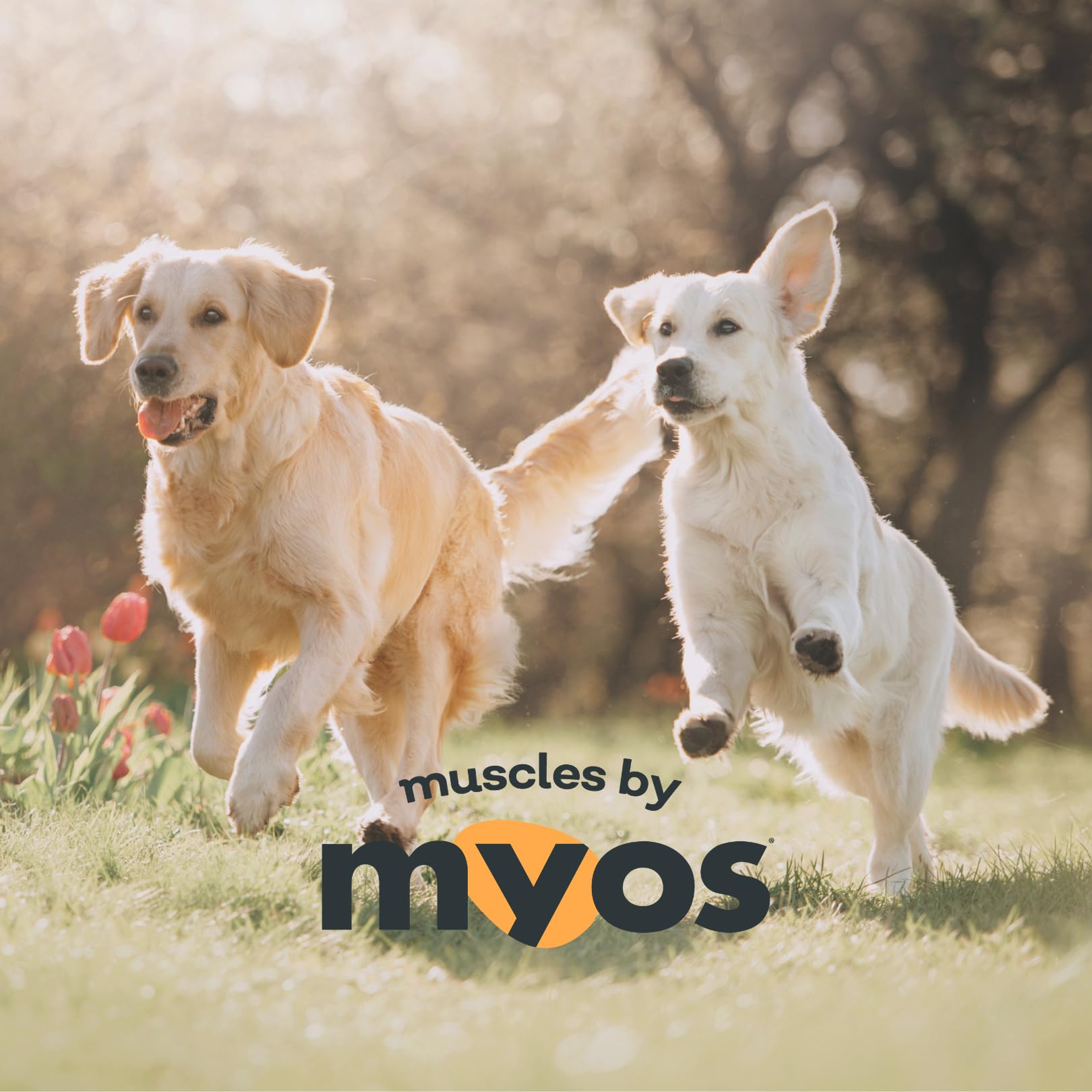 MYOS Canine Muscle Formula – All-Natural Muscle Support for Aging Dogs