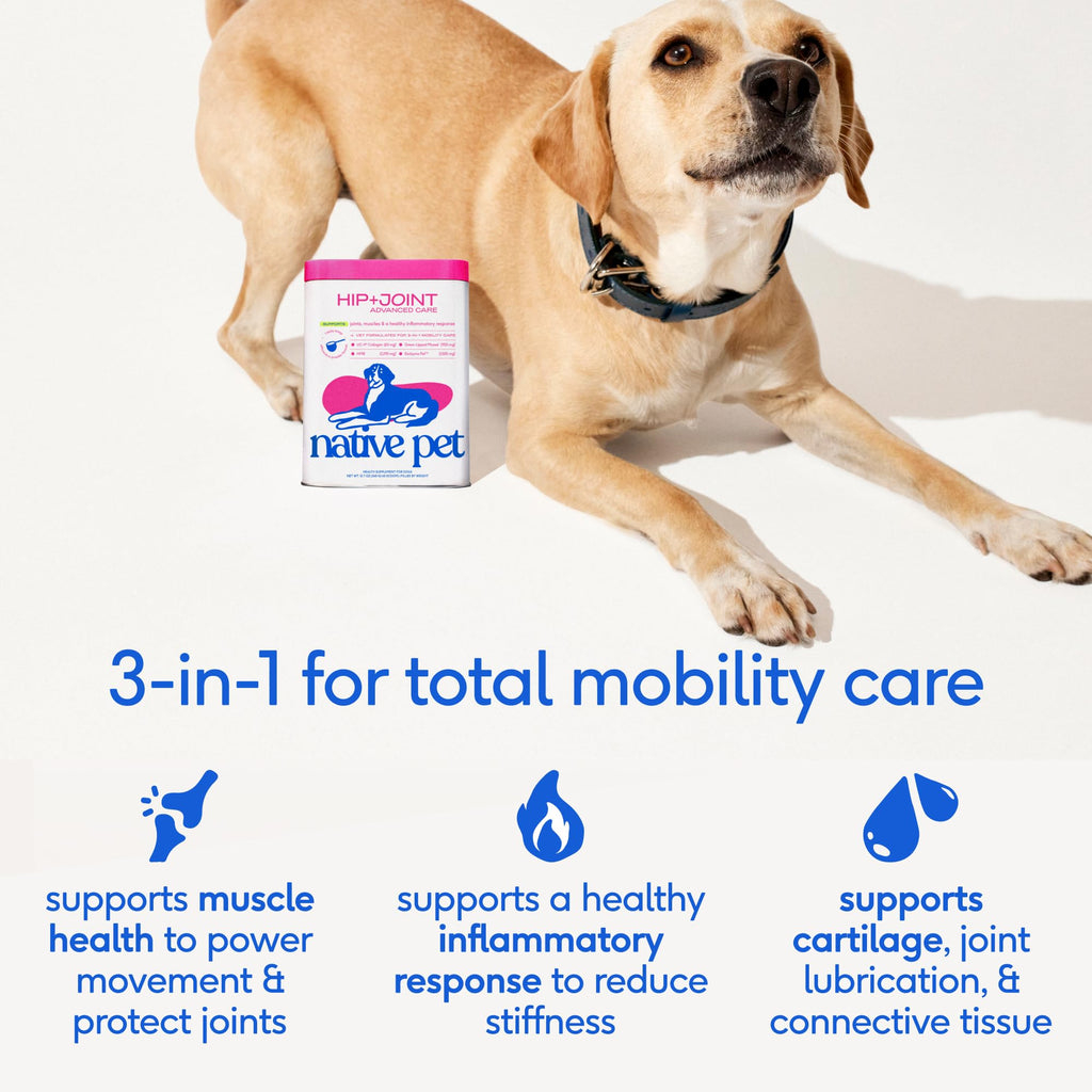 Native Pet Advanced Care Hip & Joint Supplement for Dogs — HMB, UC-II, Green Lipped Mussel, Hyaluronic Acid | 60 Scoops