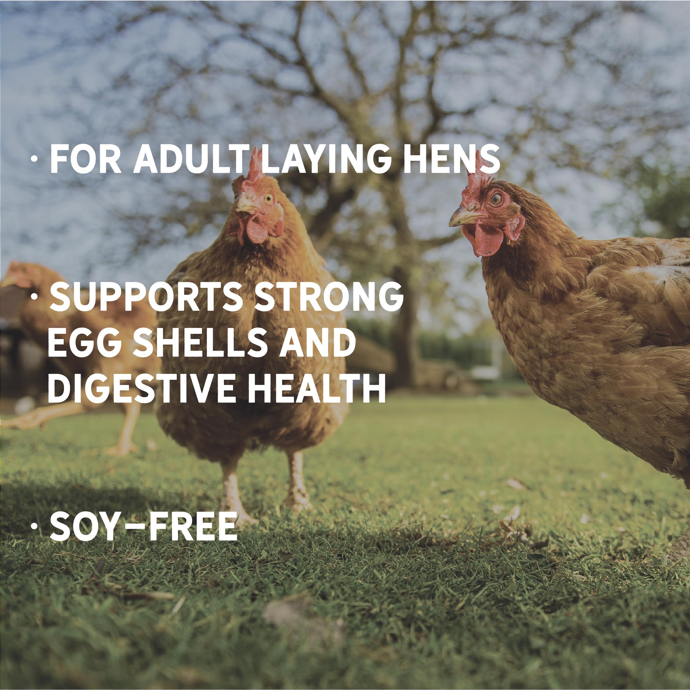 New Country Organics Classic Grind Layer Chicken Feed – 50lb Soy-Free, 17% Protein, Organic & Non-GMO