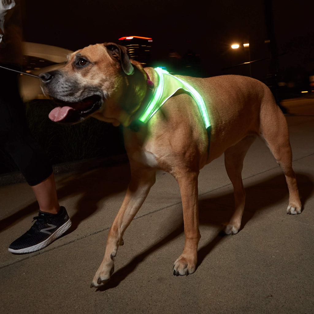 Noxgear LightHound: Illuminated Dog Harness with LED Fiber Optics – USB Rechargeable, Adjustable, Rainproof (X-Large)