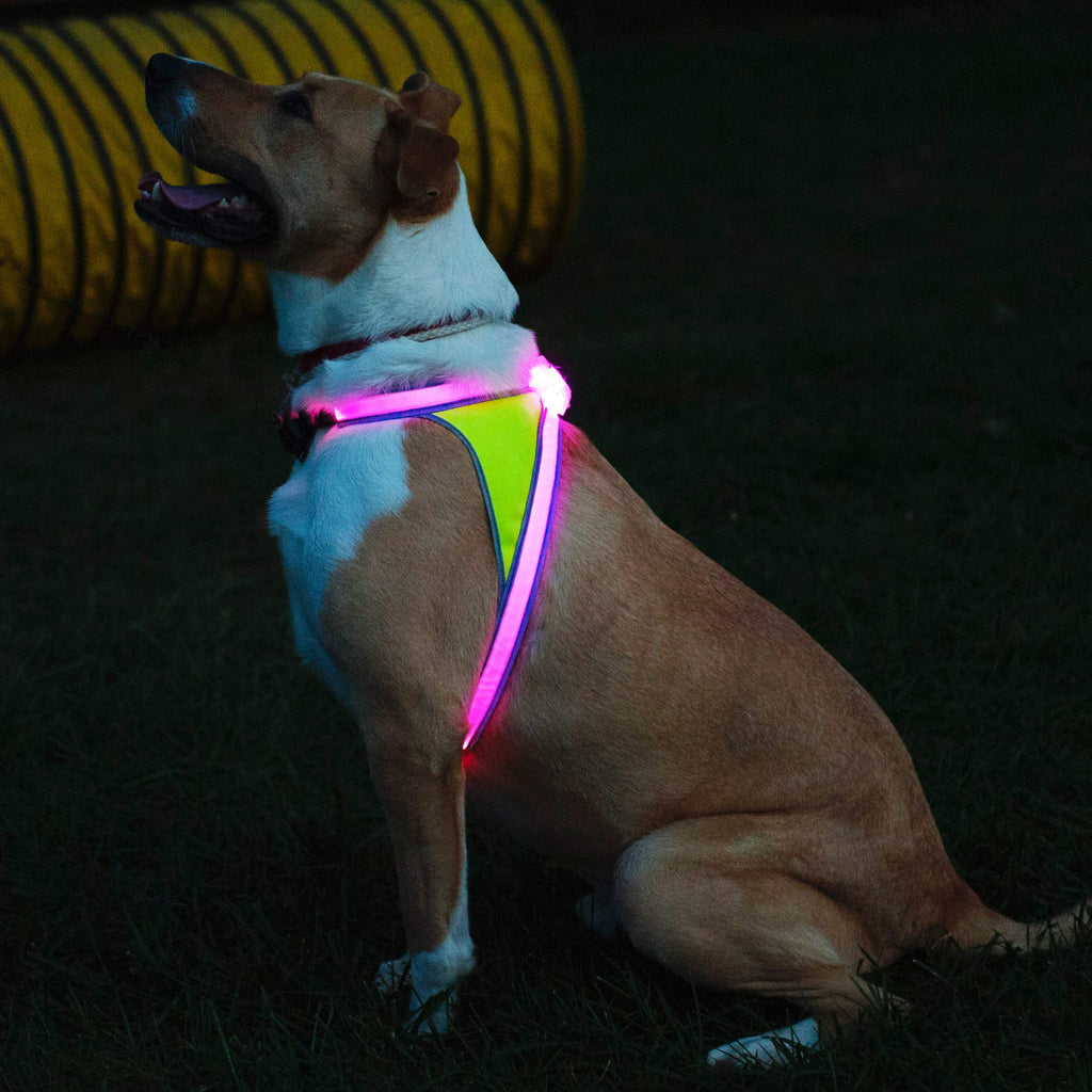 Noxgear LightHound: Illuminated Dog Harness with LED Fiber Optics – USB Rechargeable, Adjustable, Rainproof (X-Large)