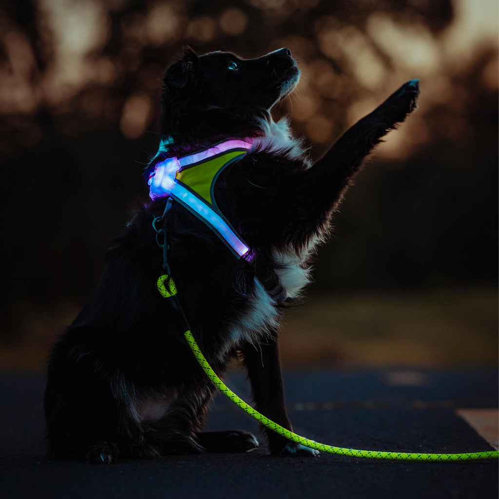 Noxgear LightHound Large Dog Harness & Leash – LED, Reflective, USB Rechargeable
