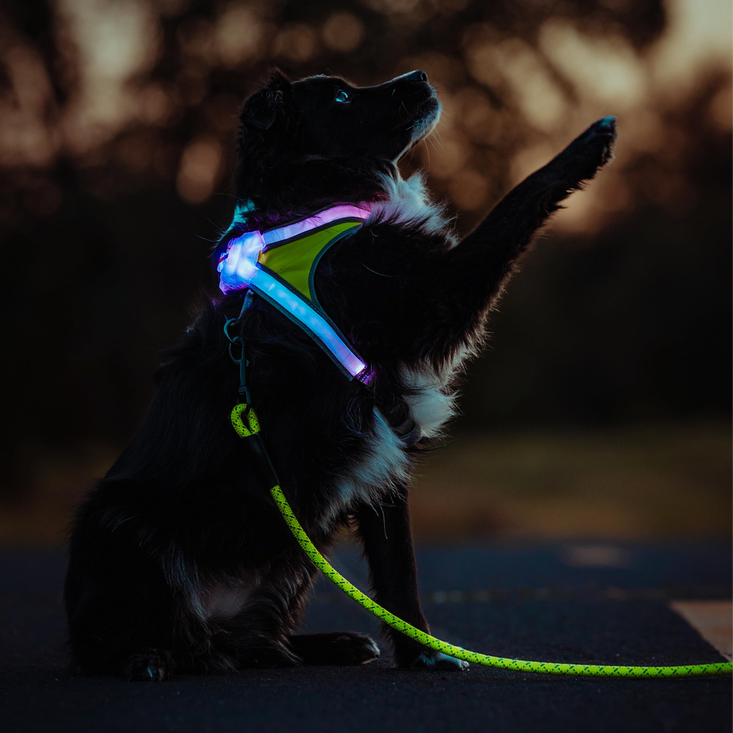 Noxgear LightHound Large Dog Harness & Leash – LED, Reflective, USB Rechargeable