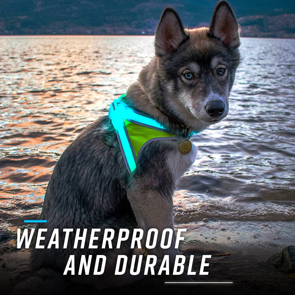 Noxgear LightHound Large Dog Harness & Leash – LED, Reflective, USB Rechargeable