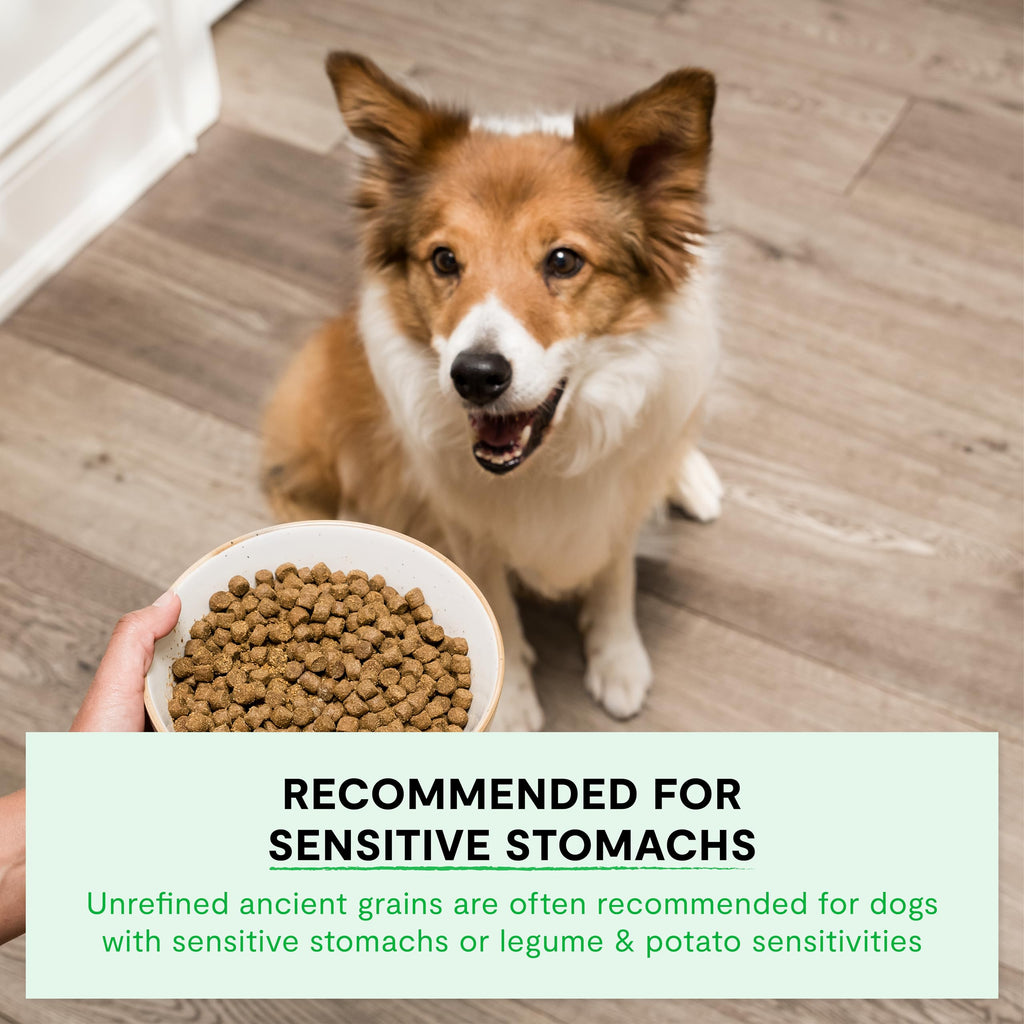 Open Farm Ancient Grains Dry Dog Food — Pasture-Raised Lamb, 90% Animal Protein, 11lb