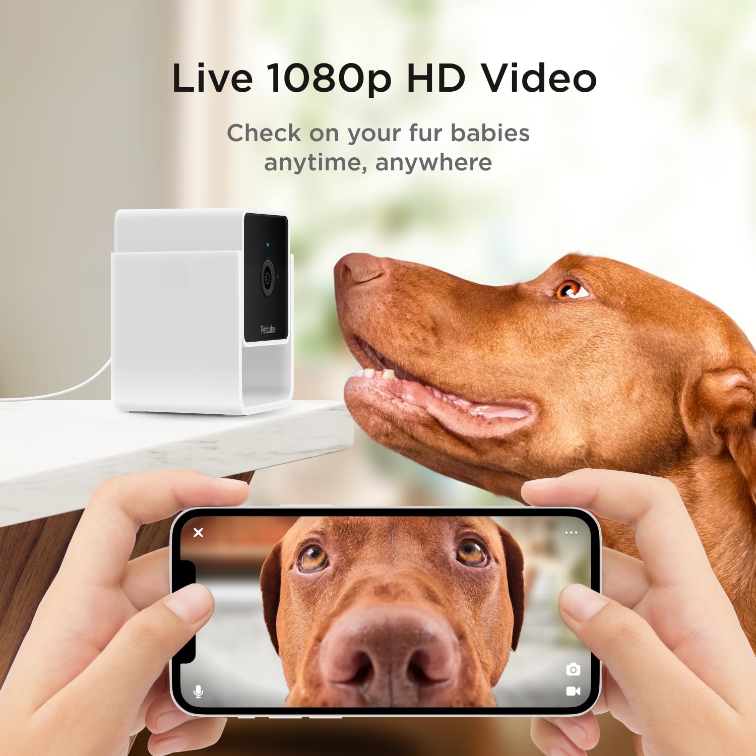 Petcube Cam The Pack of 3 | Indoor Wi-Fi Pet Security Camera - 1080p HD, 2-Way Audio, Night Vision