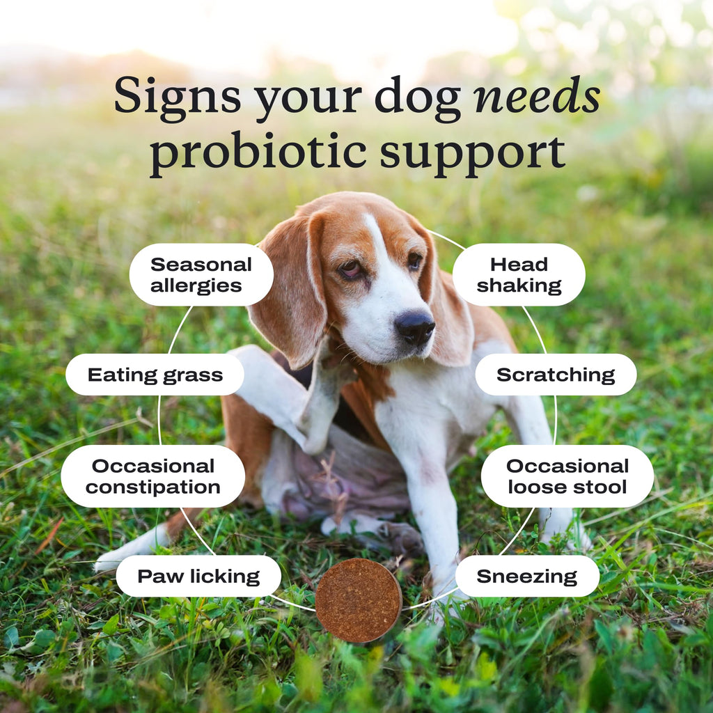 PetLab Co. Probiotics for Dogs – Salmon Flavor, Digestive Health, Seasonal Allergies, 30 Soft Chews (Pack of 2)