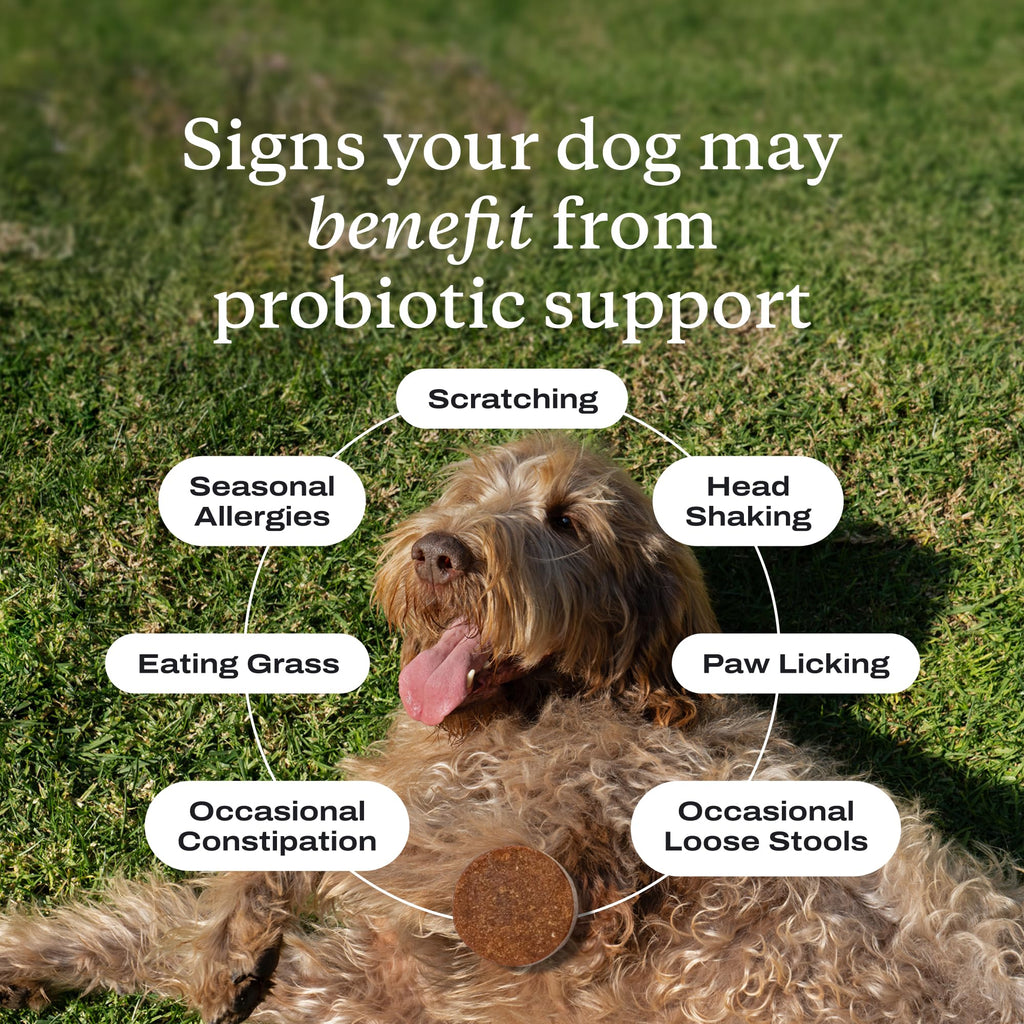 PetLab Co. Probiotics for Dogs — Gut Health & Digestive Support for Medium Dogs (Pork Flavor, 30 Soft Chews)
