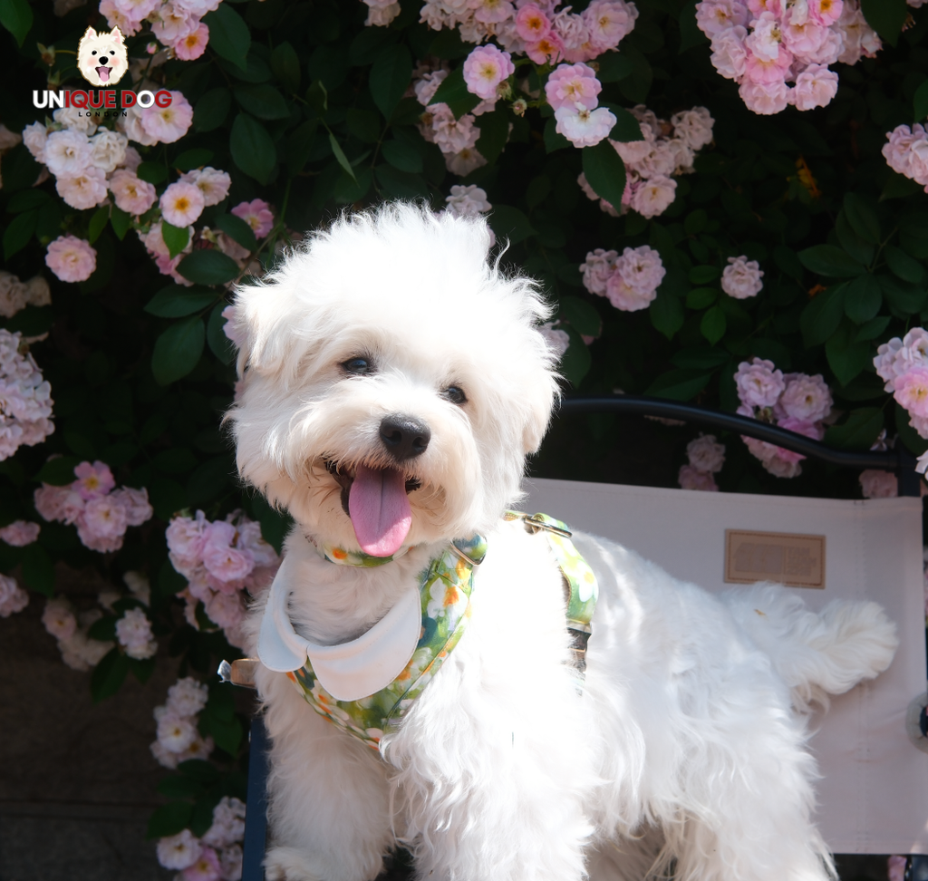 London Garden - Greenwich Collar