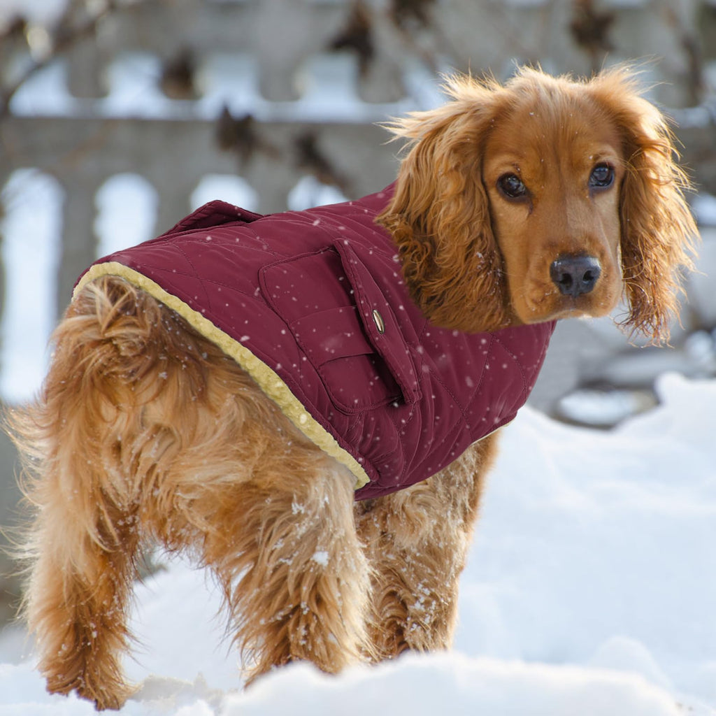 Queenmore Dog Winter Coat — Warm Puffer Jacket with Plush Lining, Burgundy, XS-XL