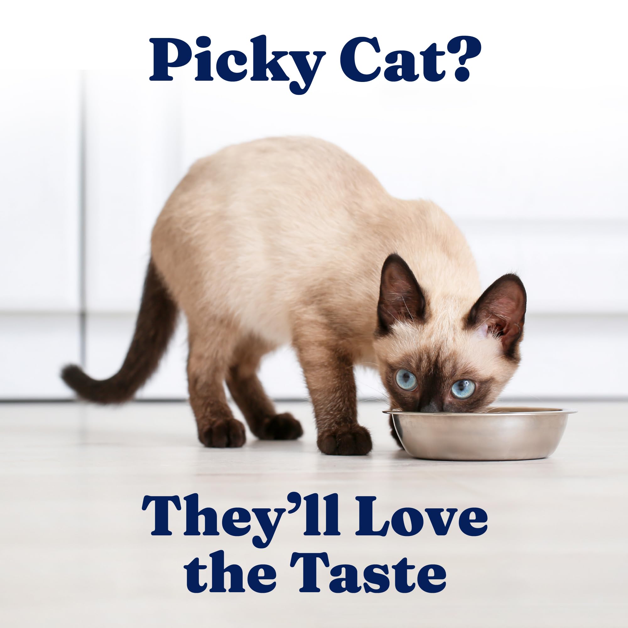 Solid Gold Wet Cat Food Pate for Indoor Cats – Real Chicken, High Moisture, Grain Free (24ct/3oz)