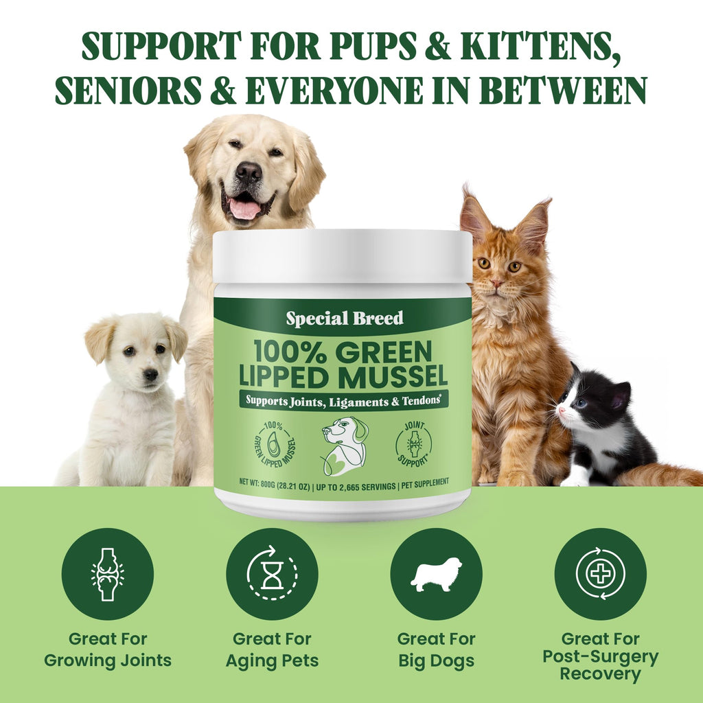 Special Breed Green Lipped Mussel Powder for Dogs & Cats – Natural Joint Support from New Zealand (800g)