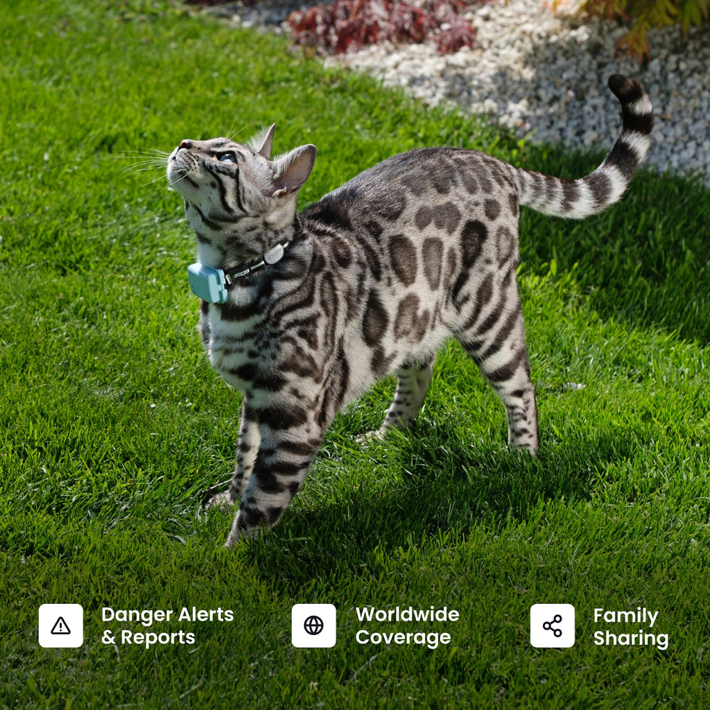Tractive XL Smart Dog GPS Tracker | Real-Time Location, Virtual Fence & Vital Signs