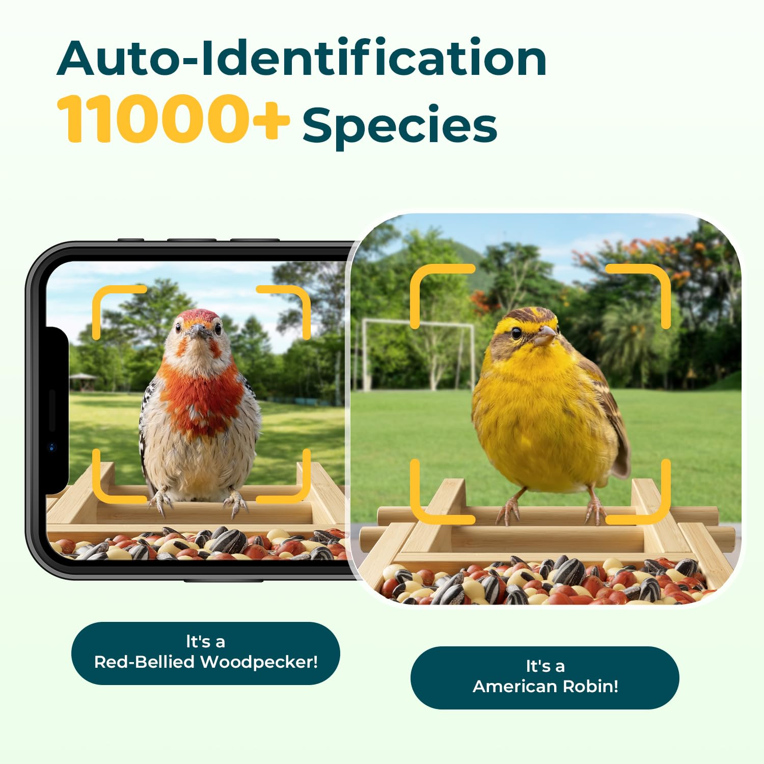 WESTHEY Solar Powered Bird Feeder with Camera - 2.5K HD AI ID 11,000+ Species