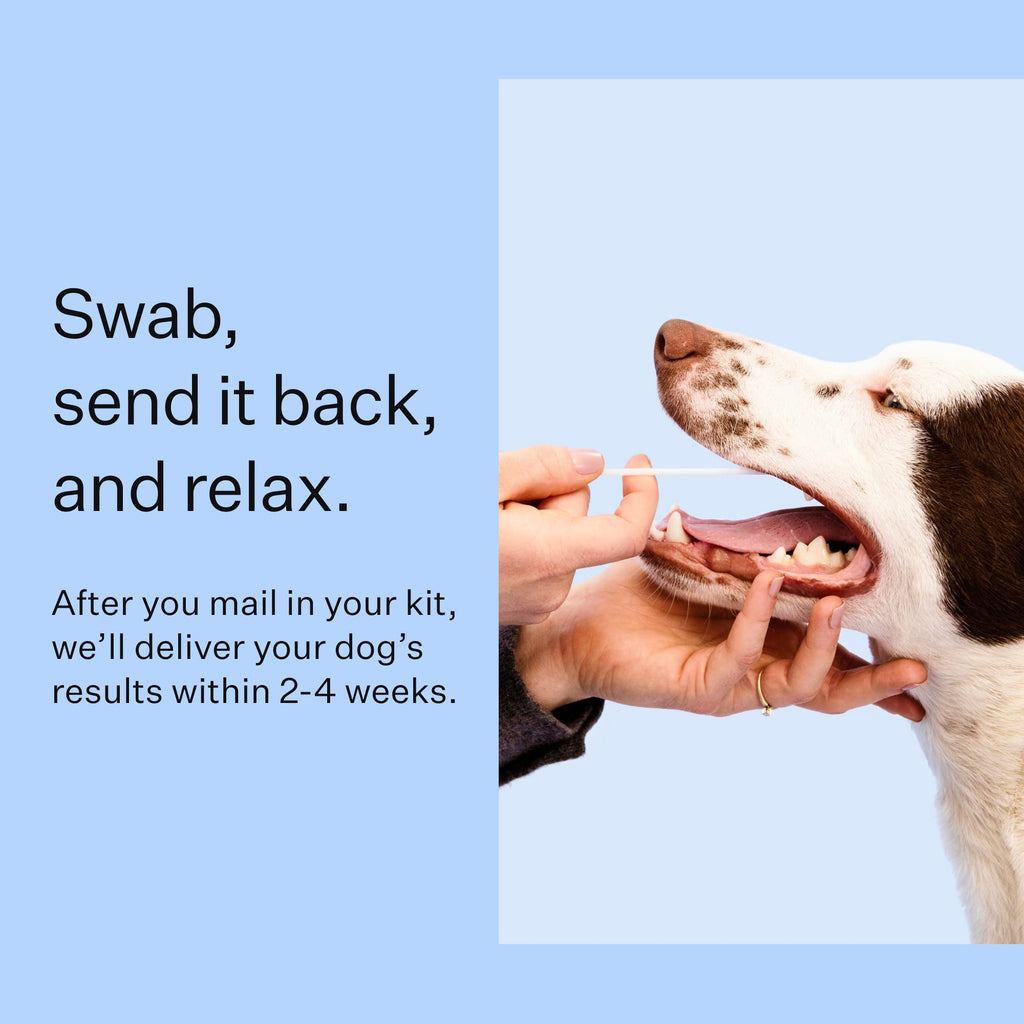 Wisdom Panel Breed Discovery Dog DNA Kit — 365+ Breeds, MDR1 Test, Ancestry & Relatives