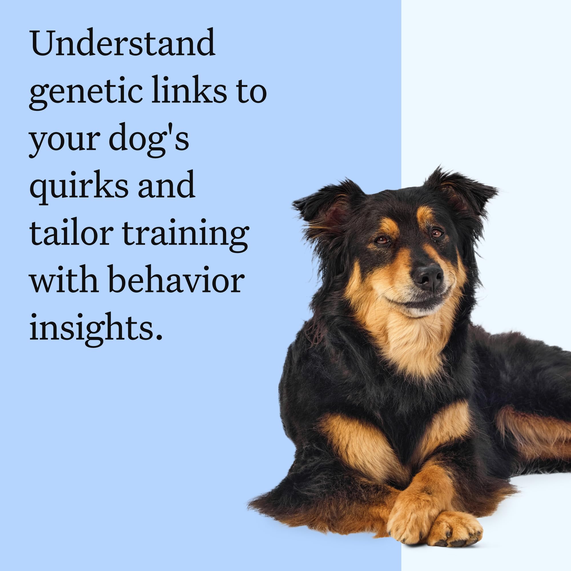 Wisdom Panel Breed Discovery Dog DNA Kit — 365+ Breeds, MDR1 Test, Ancestry & Relatives