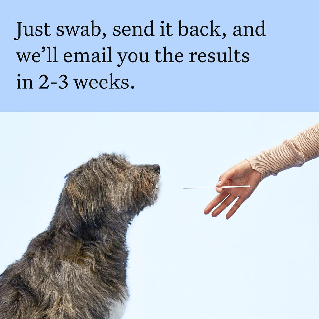 Wisdom Panel Breed Discovery Dog DNA Kit — 365+ Breeds, MDR1 Test, Ancestry & Relatives