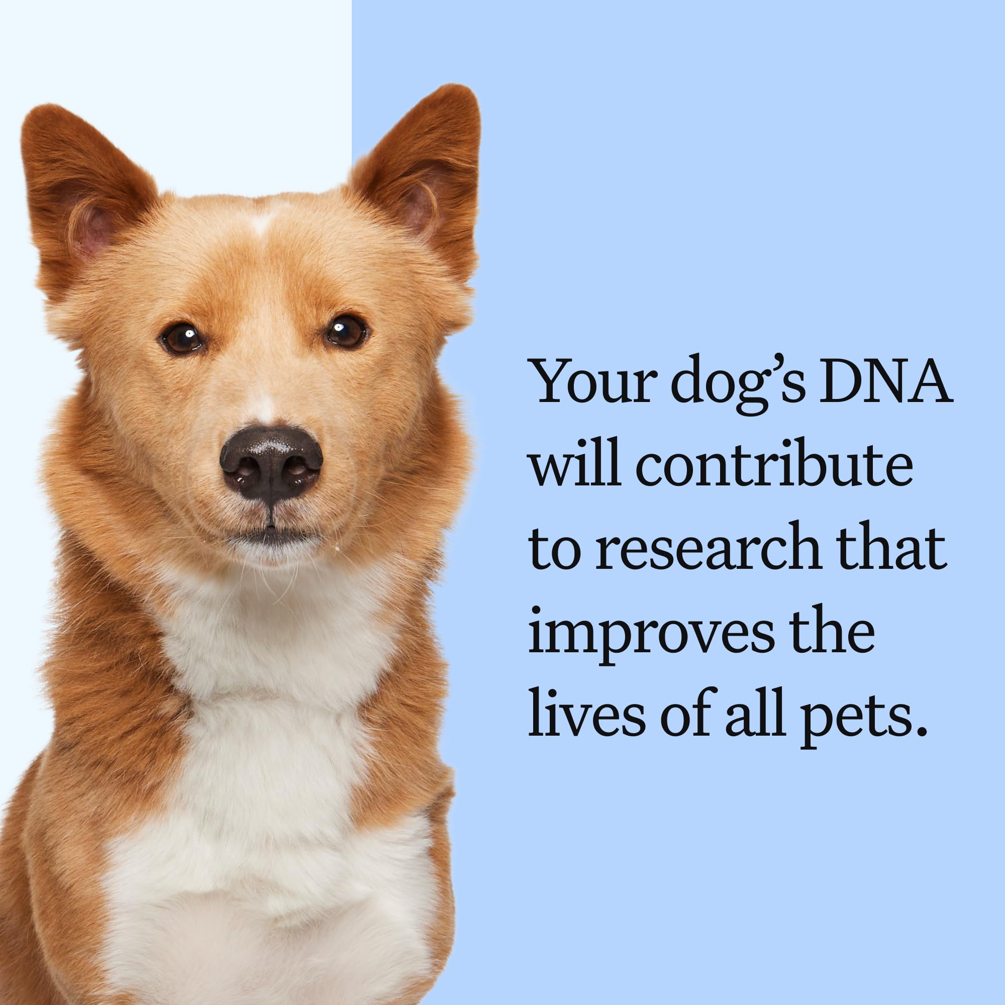 Wisdom Panel Breed Discovery Dog DNA Kit — 365+ Breeds, MDR1 Test, Ancestry & Relatives