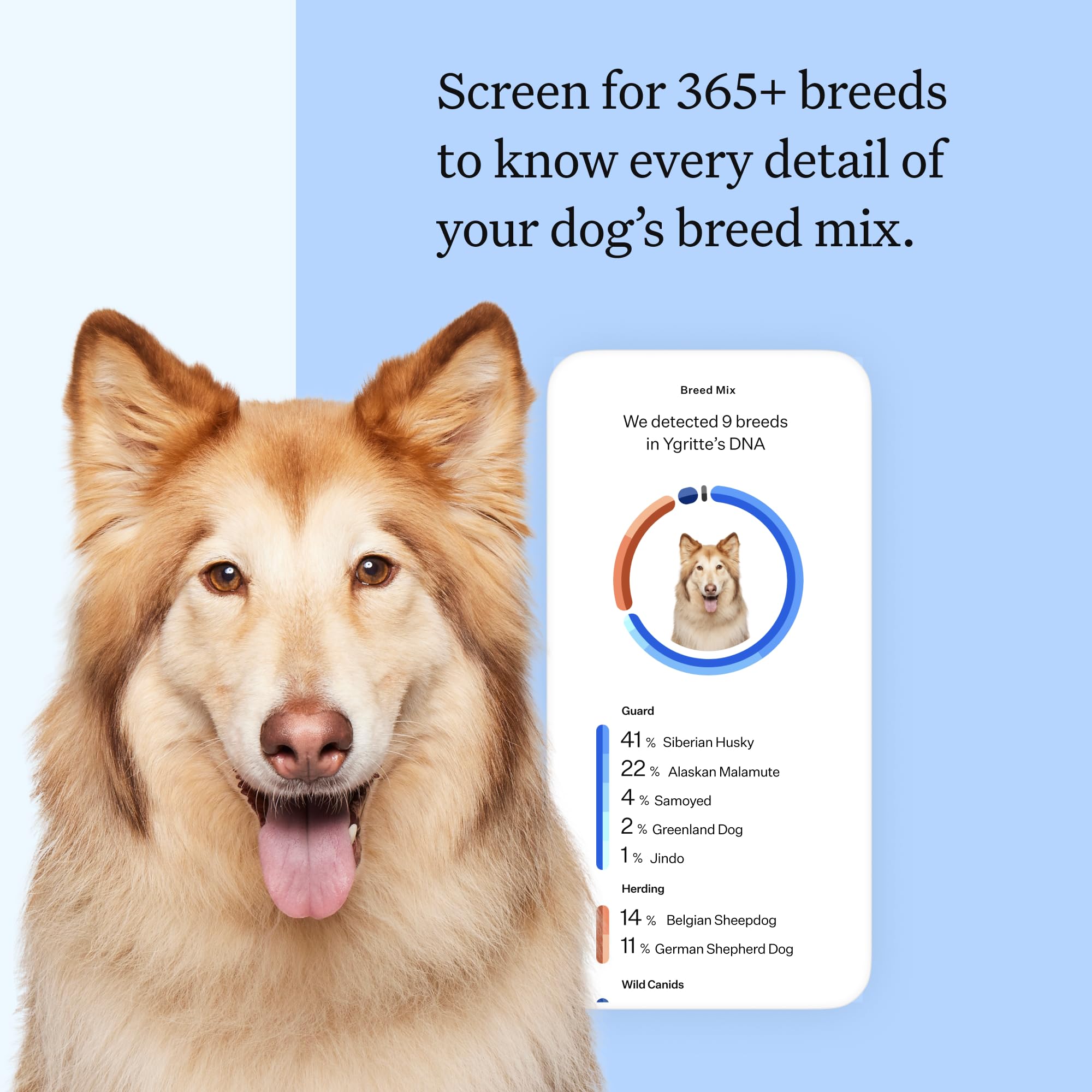 Wisdom Panel Breed Discovery Dog DNA Kit — 365+ Breeds, MDR1 Test, Ancestry & Relatives