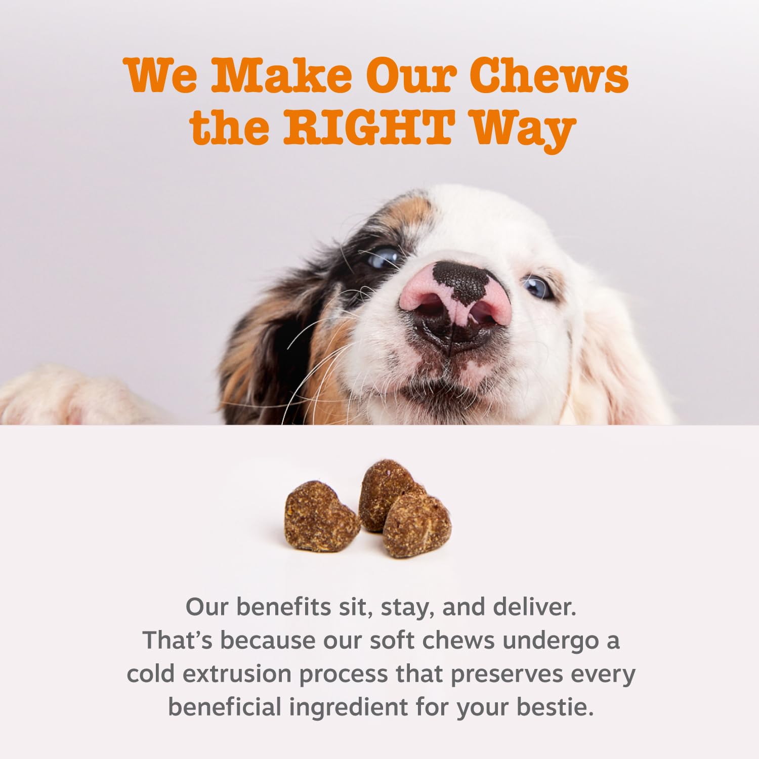 Zesty Paws Probiotics for Dogs with DE111 – Digestive Health, Immune Support, Pumpkin, 250 Ct