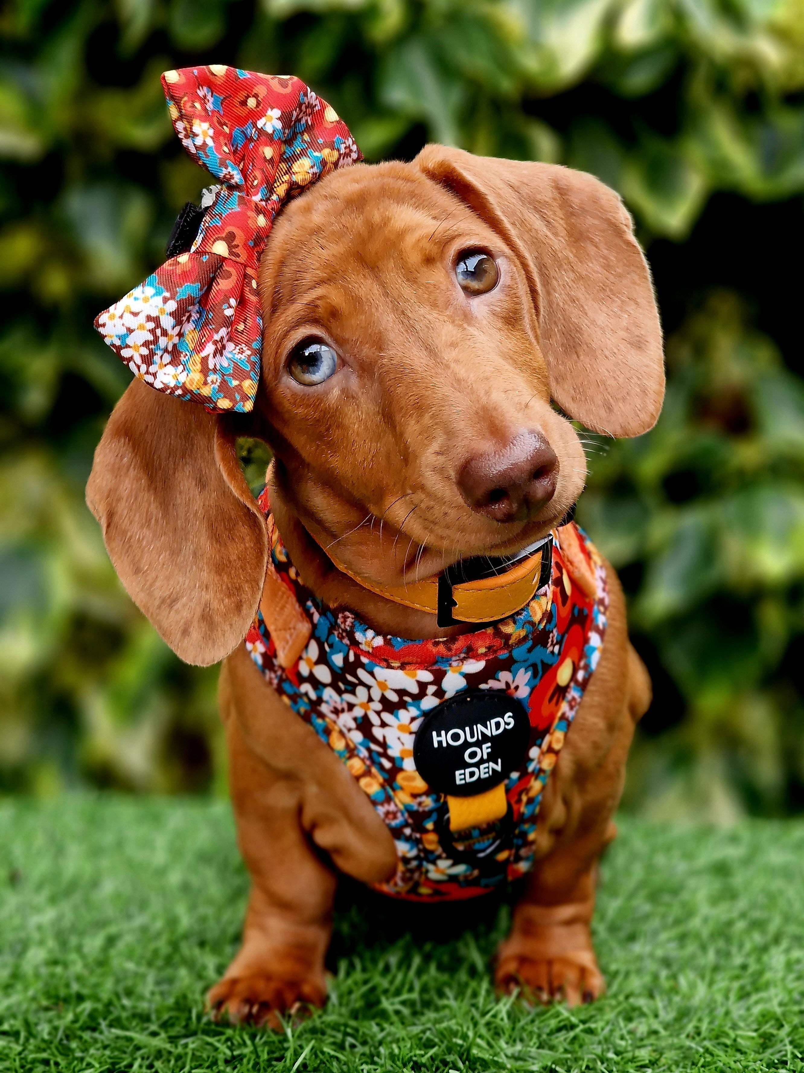 Retro BloomDesign Dog Bow Tie