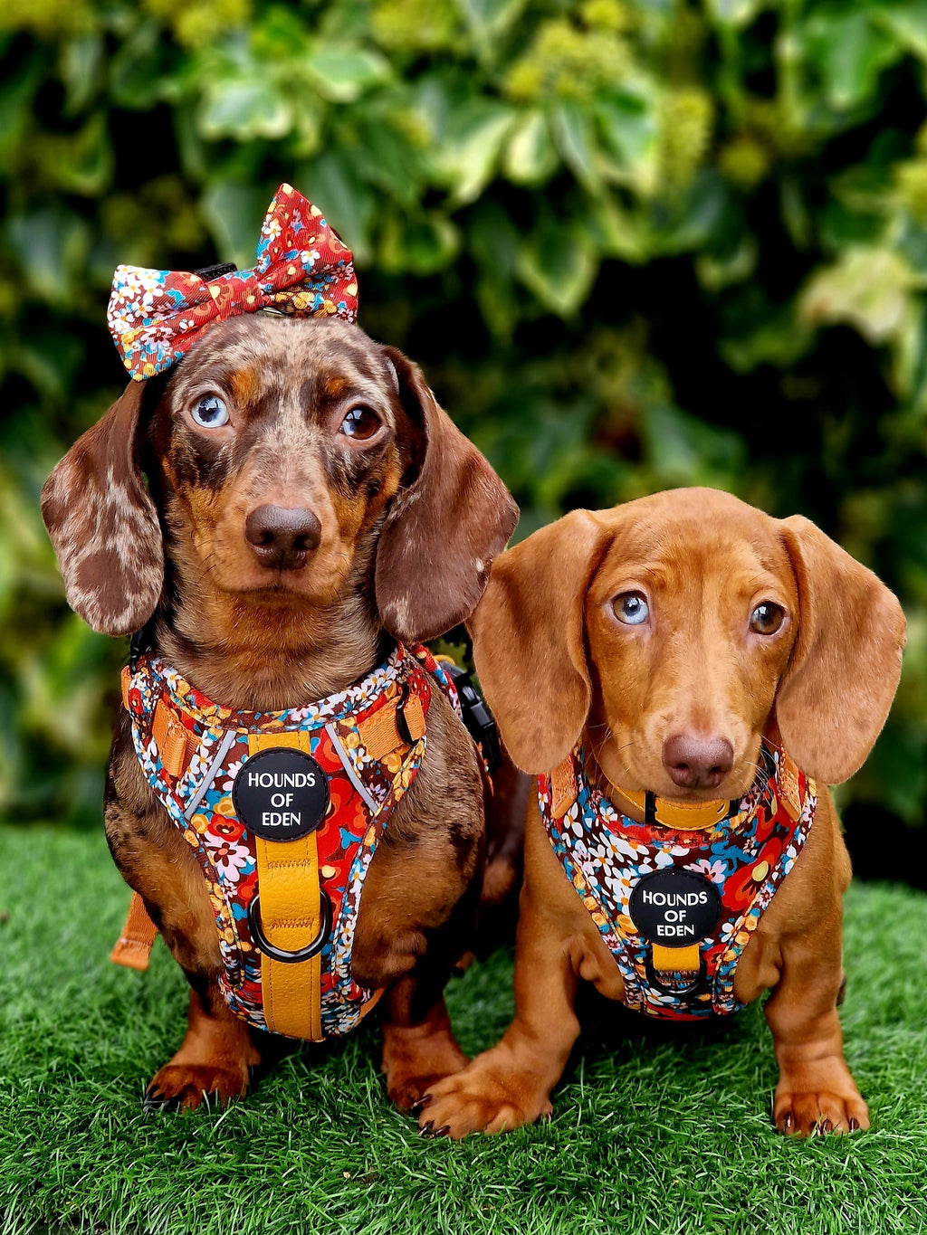 Retro BloomDesign Dog Bow Tie